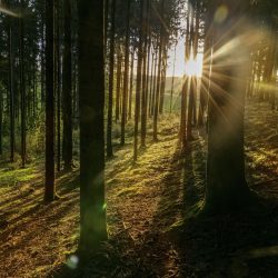 Foto SINNVIERTEL Tourismus_Johannes Kernmayer: Blick gegen die Sonne aus einer Waldlichtung